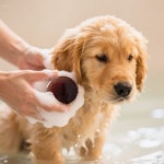 도그허브 도그스파 애견 천연 한방 비누바 샴푸 : 꽁빠