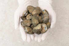 서해안 국산 100% 칼국수용 세척 해감 참 바지락 3Kg : 참바지락 전문 삼해수산