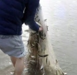 초크 물고기망 12절 4절 5절 6절 : 방죽골