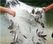 초크 물고기망 12절 4절 5절 6절 : 방죽골