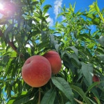 [산지직배송] 영덕 천하제일도 복숭아 경봉 월광 한밭골드 대극천 4.5kg : 영덕도화농원