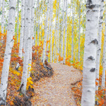 인제 자작나무 숲 홍천 수타사 산소길 ITX 청춘열차 당일 여행 : 스타투어