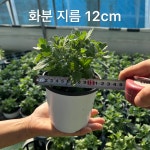 화단국화/경관국화/조경용국화 화분 10종 : 국화전문 동원농장