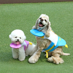 이츠독 애견 꿀벌 구명조끼 강아지 래쉬가드 수영복 물놀이 : 이츠독