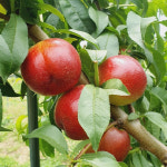 망고맛 옐로드림복숭아 2kg(로얄과) 천도복숭아 : 권가네자연농장