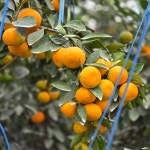 제주인제주 타이벡 감귤 고당도 서귀포 위미 효돈 남원 귤 가정용 선물용 산지직송 : 제로인제주