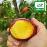 새콤달콤 신선복숭아 2kg(소과) 천도복숭아 : 권가네자연농장