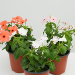 일일초 소형 꽃 키우기 화초 매일초 : 영플랜트