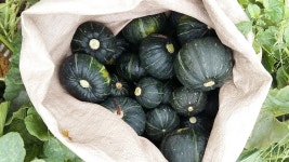 제주 미니 단호박 농장직송 밤호박 실속형 혼합크기 가정용3kg 5kg 10kg : 하영담아