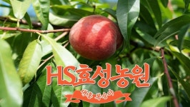 뜨거운 여름 홍천에서만 맛볼수있는 홍천대홍복숭아 : H.S-효성농원