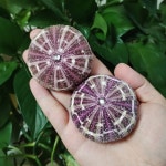 바다 장식 성게 다채로운 공예 위한 식물 장식을 껍질 및 공기 모듬된 DIY : 코알라아홉