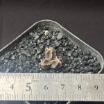 [동일품] 란봉옥 3두 -5693 선인장 아프리카농장 : 아프리카 농장