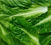 플랜티 유럽상추 로메인상추 씨앗 30립 소분씨앗 쌈채소 고기쌈 키우기쉬운 이태리채소 : 식물미학