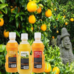 제주 삼다향 100% 착즙 한라봉 주스 320ml, 10개 : 파스퇴르우유 가정배달