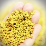 꿀화분 비폴렌 꽃가루 꿀벌 레이디 농장 칠갑산 먹는 벌화분 : 글램샵