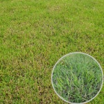 산소용 잔디씨앗20g 정원 묘지 한국 들 조선 : 광림아그로