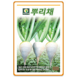 뿌리배추 씨앗 2000립 꼬리배추 씨앗 : 팜앤리빙