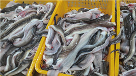 돌고래수산 아나고회 칠암식 순살 세꼬시 붕장어 장어회 350g : 통영돌고래수산