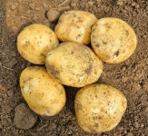 쫀득한 조풍 햇감자 5Kg : 방죽골