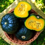 제주산 미니밤호박 단호박 로얄과 보우짱 포슬포슬 산지직송 2/3/5/10kg : 평대돌담농장