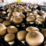 [지우네] 양송이버섯 특품 못난이버섯 양송이파지 농장직송 1kg 2kg 국산 보령 머쉬팜 머쉬룸 : 아빠의 건강밥상