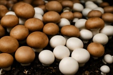 [지우네] 양송이버섯 특품 못난이버섯 양송이파지 농장직송 1kg 2kg 국산 보령 머쉬팜 머쉬룸 : 아빠의 건강밥상