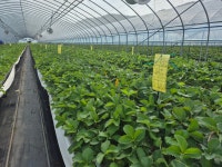 딸기쨈 : 성준농장