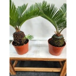 1+1 소철 공기정화식물 인테리어식물 키우기 쉬운 소철 중품 랜덤발송 약 40cm : 단골 플라워 가든