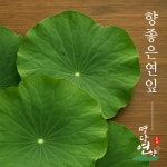 명당연향 연잎밥용 생연잎 1kg, 2kg 부안군 생산품 : 부안연꽃사랑