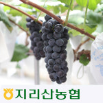 [지리산농협] 지리산 흥부골 캠벨포도 아영포도 : 지리산농협 쇼핑몰