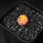 [동일품] 선인장 투구금 Astrophytum asterias -5720 아프리카농장 : 아프리카 농장