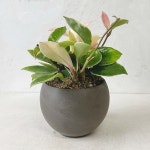 호야꽃 인테리어식물 플랜테리어 실내 반음지 작은 화초 화분 독일항아리그레이 : 리트리플라워