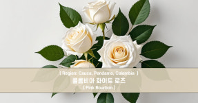 콜롬비아 화이트 로즈 커피 생두 : 커피 생두찾는 남자