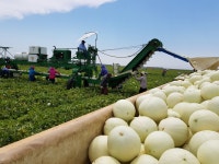지우네 허니듀 멜론 허니듀메론 고당도 프리미엄 꿀 메론 : 아빠의 건강밥상