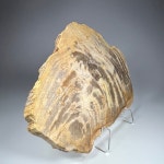나무화석(단면) Petrified wood Slice 규화목 Fossil 화석표본 신생대 플라이오세 : 석보 코리아