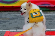 짱벨덤 댕백 강아지 산책 유치원 가방 : 짱벨덤