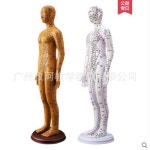 혈자리 마네킹 모형 35cm 경혈 47cm 178CM 마네킨 54cm 여성 모형도 1 35cm동녀 디지털 눈금 : 글로벌즈로드