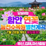 부산출발 함안연꽃축제 능전수목원 별천계곡 당일여행 삼성투어 : 부산삼성투어
