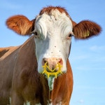 10개 소 코 링 농장 가축 동물 이유식 옐로우 플라스틱 도구 송아지 빨기 방지 : 태성전자온라인