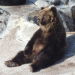 [E-티켓] 홋카이도 노보리베츠 곰목장 티켓 : 하나팩닷컴