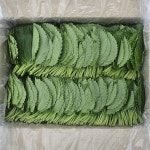 국내산 찹찹이 깻잎 1kg 2kg 펴진 깻잎 : -클릭마켓-