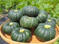 도하네농장 제주 미니 단호박 밤호박 보우짱 : 도하네농장