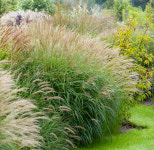 아다지오 그라스 (Miscanthus sinensis ‘Adagio’) : 세븐시즌스가든