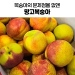 망고복숭아 말랑이 레드골드 금홍 천도 신비 복숭아 2kg : 몰리바이