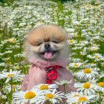 멍소담 러브엑츄얼리인식표 자수 반려동물인식표 펜던트 맞춤제작 : 멍소담