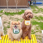 멍소담 베베네임케이프 강아지 고양이 네임케이프 : 멍소담