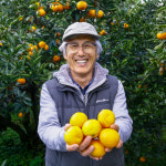 2025년 제주 청귤 풋귤 5kg 친환경 유기농 산지직송 (봉소 친환경농산물소비촉진) : 봉소영농조합법인