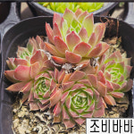 [풀멍상점] 묵은둥이 조비바바 바위솔(7.23) /  노지.월동 야생/ 선별발송 분채배송/ 방수라벨 이름표포함.  농장직접 배송 : 풀멍상점