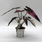 알로카시아 밤비노 바리에가타 핑크 23 : 안암바이오 도시농원