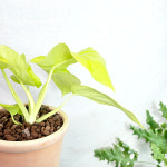 와이키키농장 식물만 필로덴드론 골드셀렘 책상 공기정화 키우기쉬운 감성 반려 식물 인테리어 : 와이키키 농장